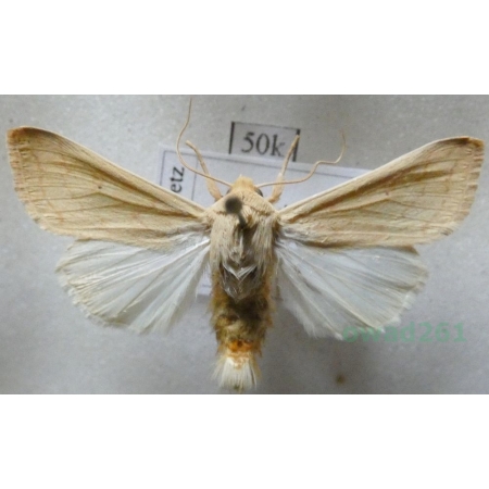 Mythimna vitellina (Hübner, 1808) France50k